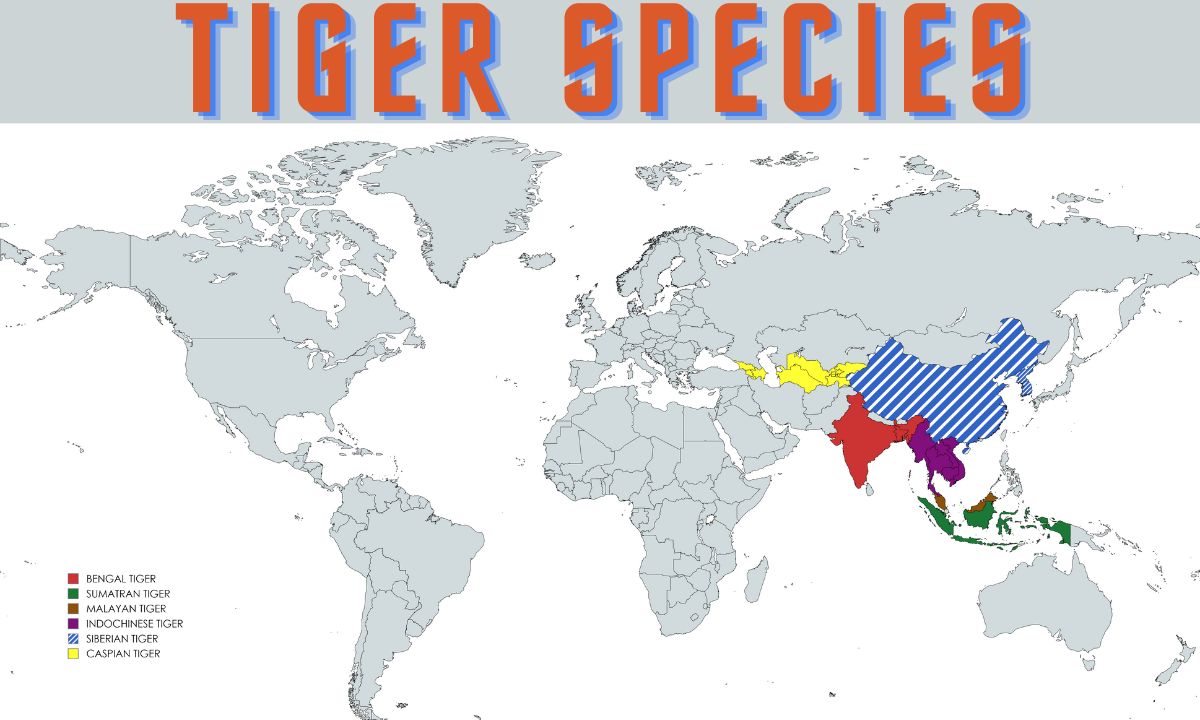 Tiger Location