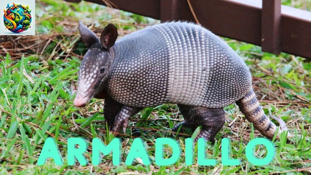 Armadillo