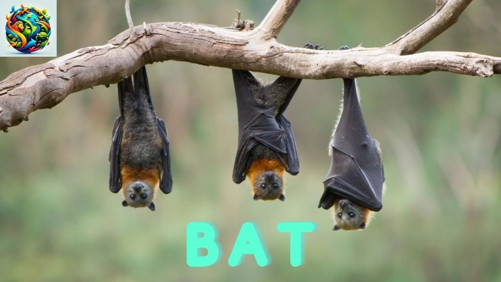 Bat