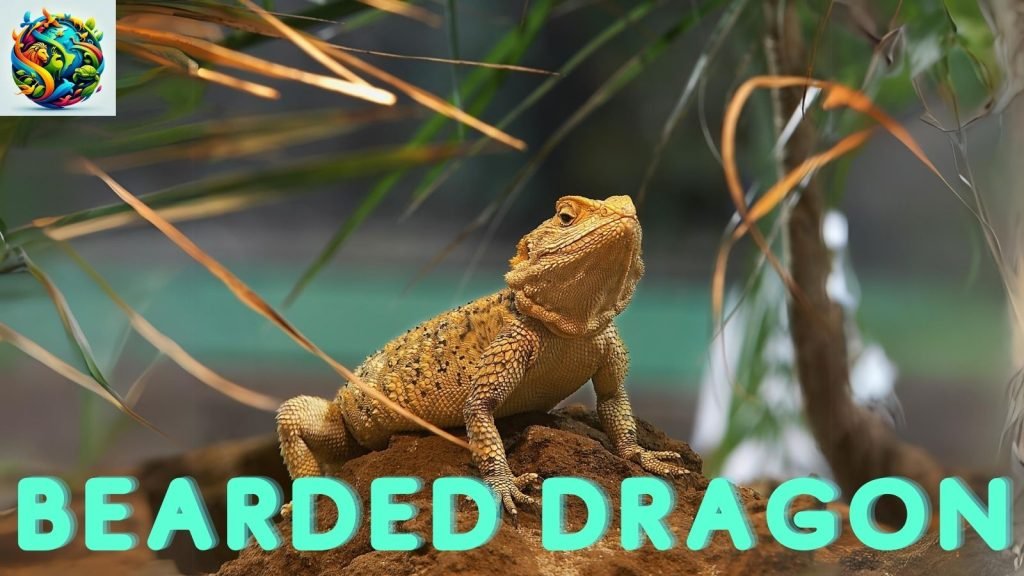 Bearded Dragon