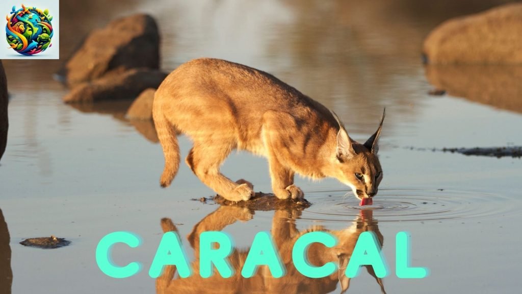 caracal