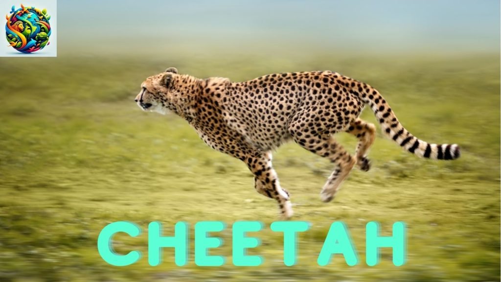 Cheetah