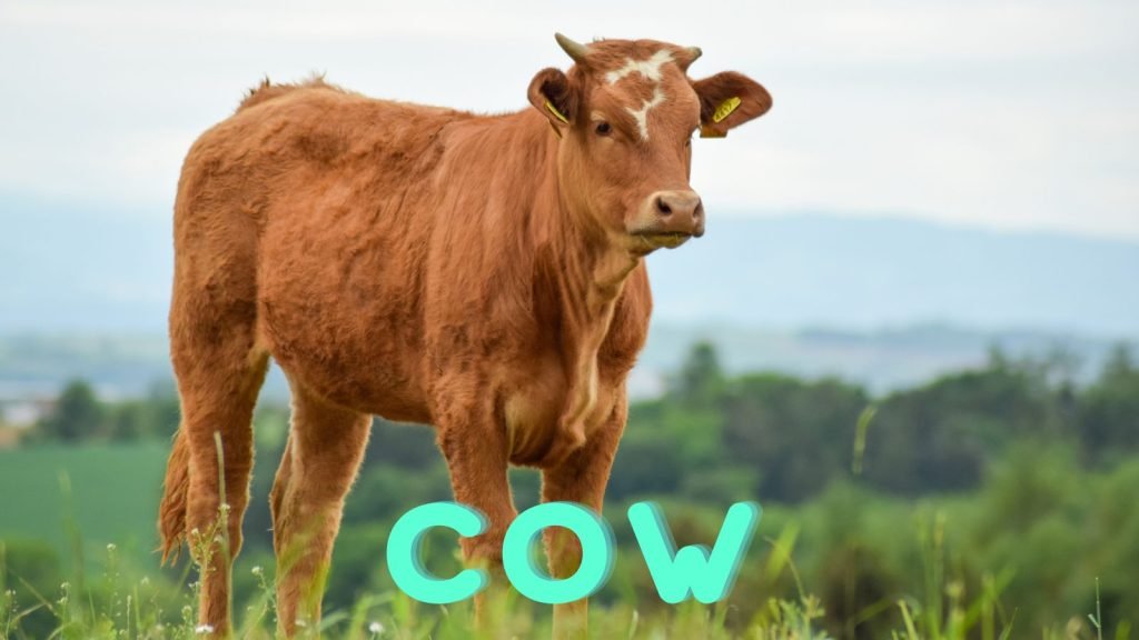Cow
