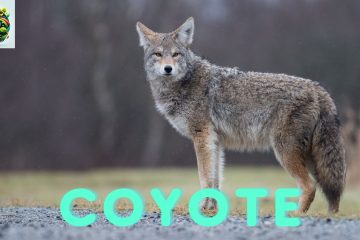 Coyote