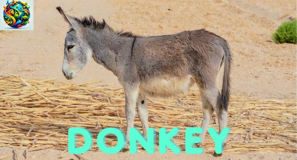 Donkey