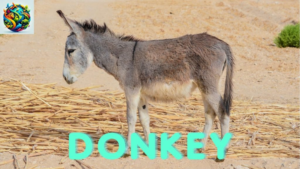 Donkey