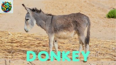 Donkeys: The Enduring Beast Of Burden