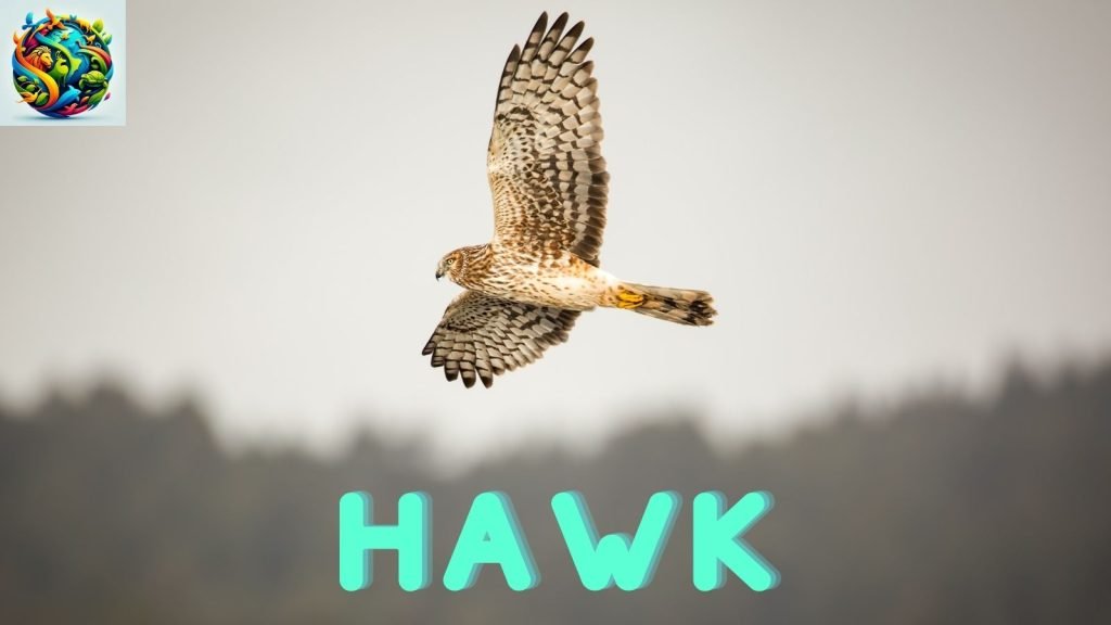 Hawk