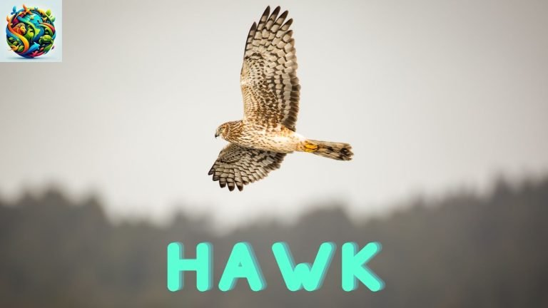 Hawk: Nature's Masterful Sky Hunter