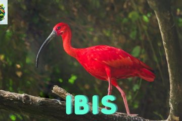 Ibis