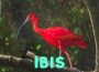 Ibis