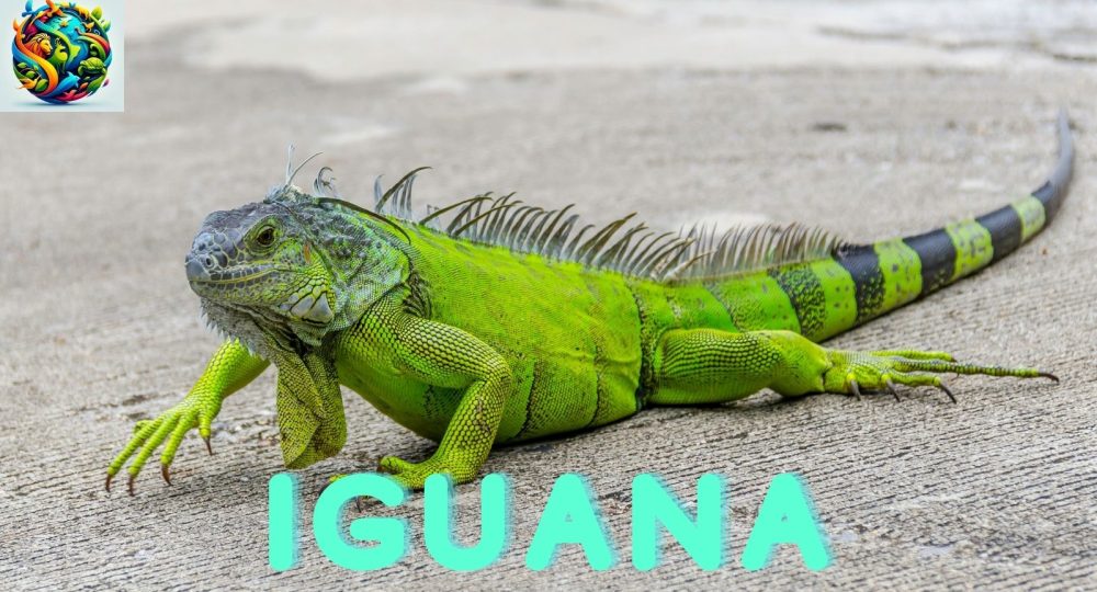 Iguana