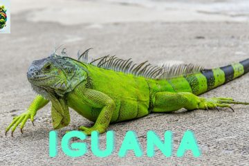 Iguana