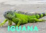 Iguana