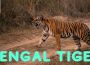 bengal Tiger