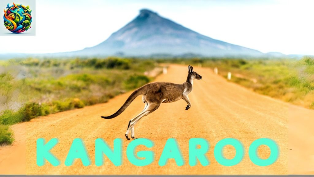 kangaroos