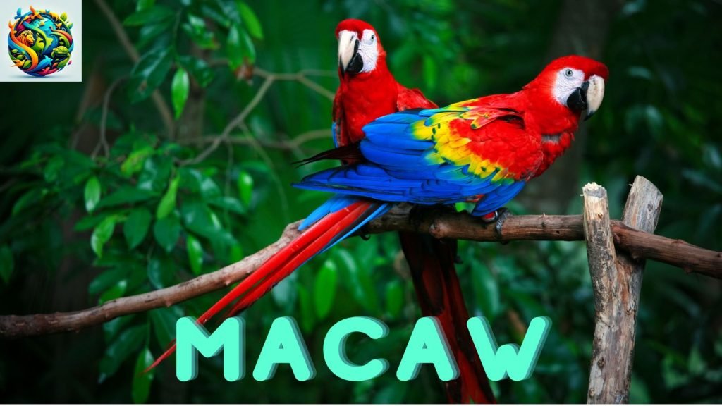 macaws