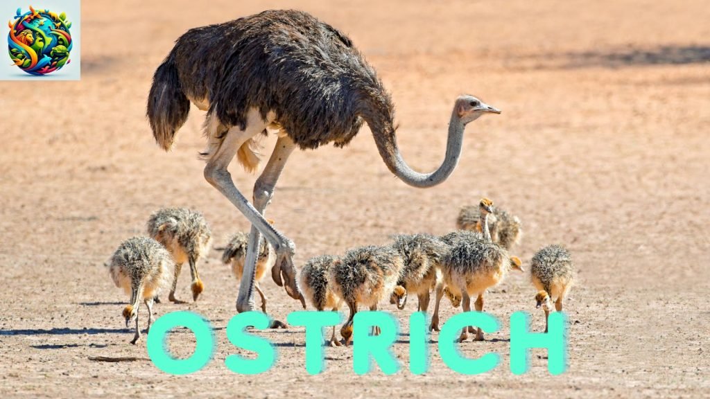 ostrich
