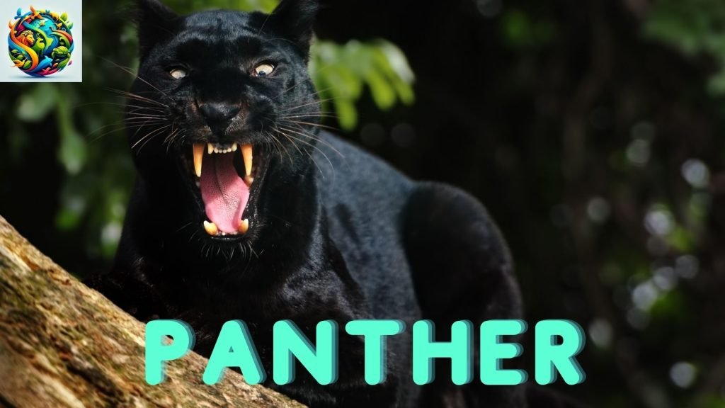 panther