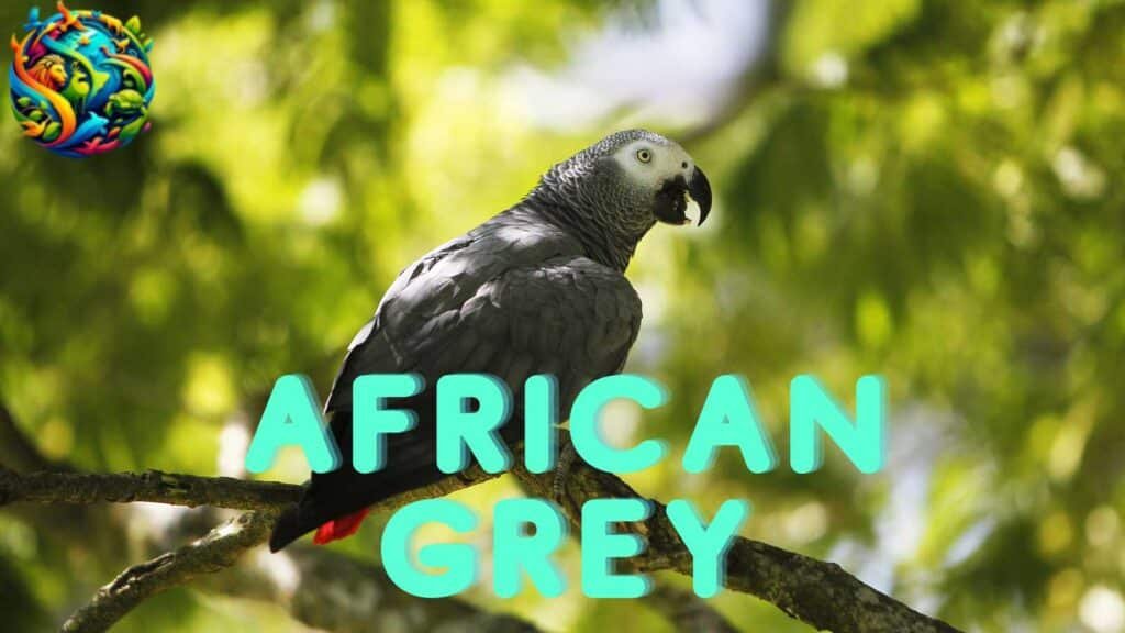 African Grey parrot