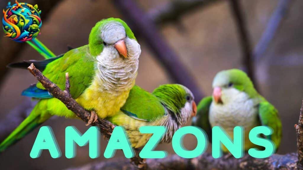 Amazon parrot