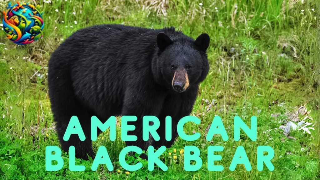 American Black Bear