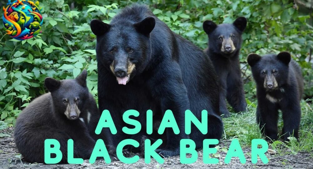 Asian Black Bear