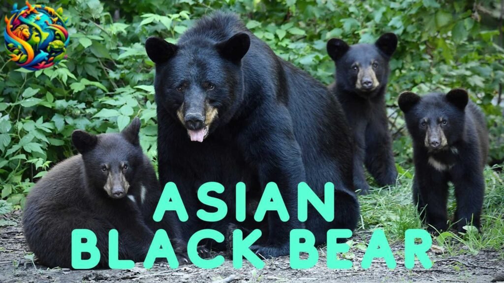 Asian Black Bear
