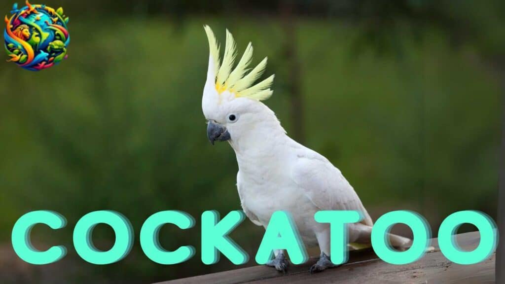 Cockatoo