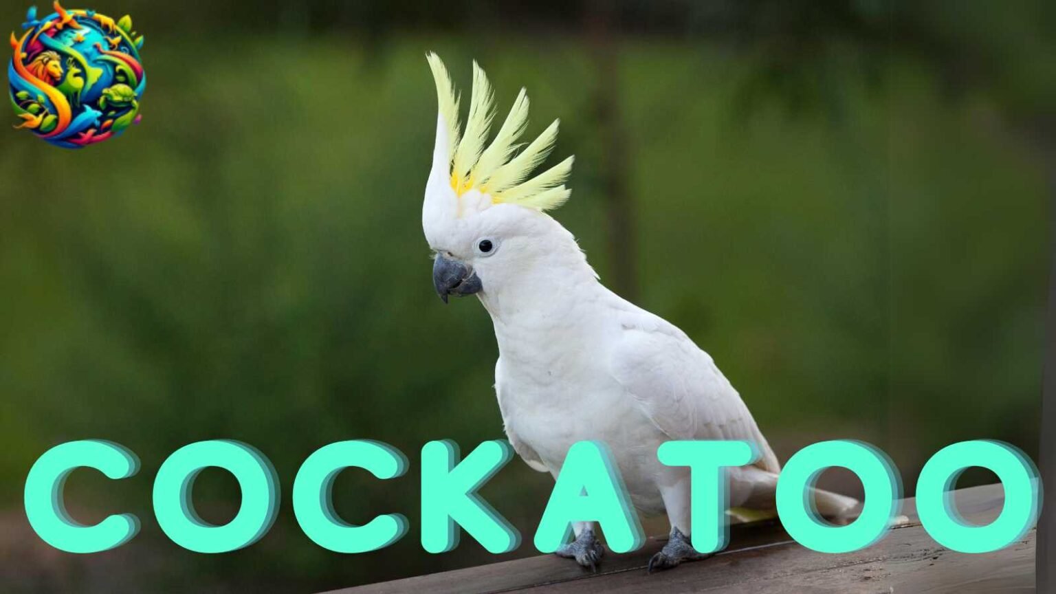 Cockatoo The Charismatic And Intelligent Parrot cockatoo-the-charismatic-and-intelligent-parrot