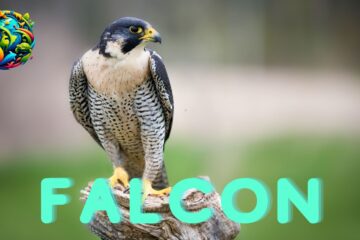 Falcon