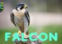 Falcon