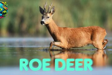 Roe Deer