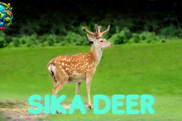 Sika Deer