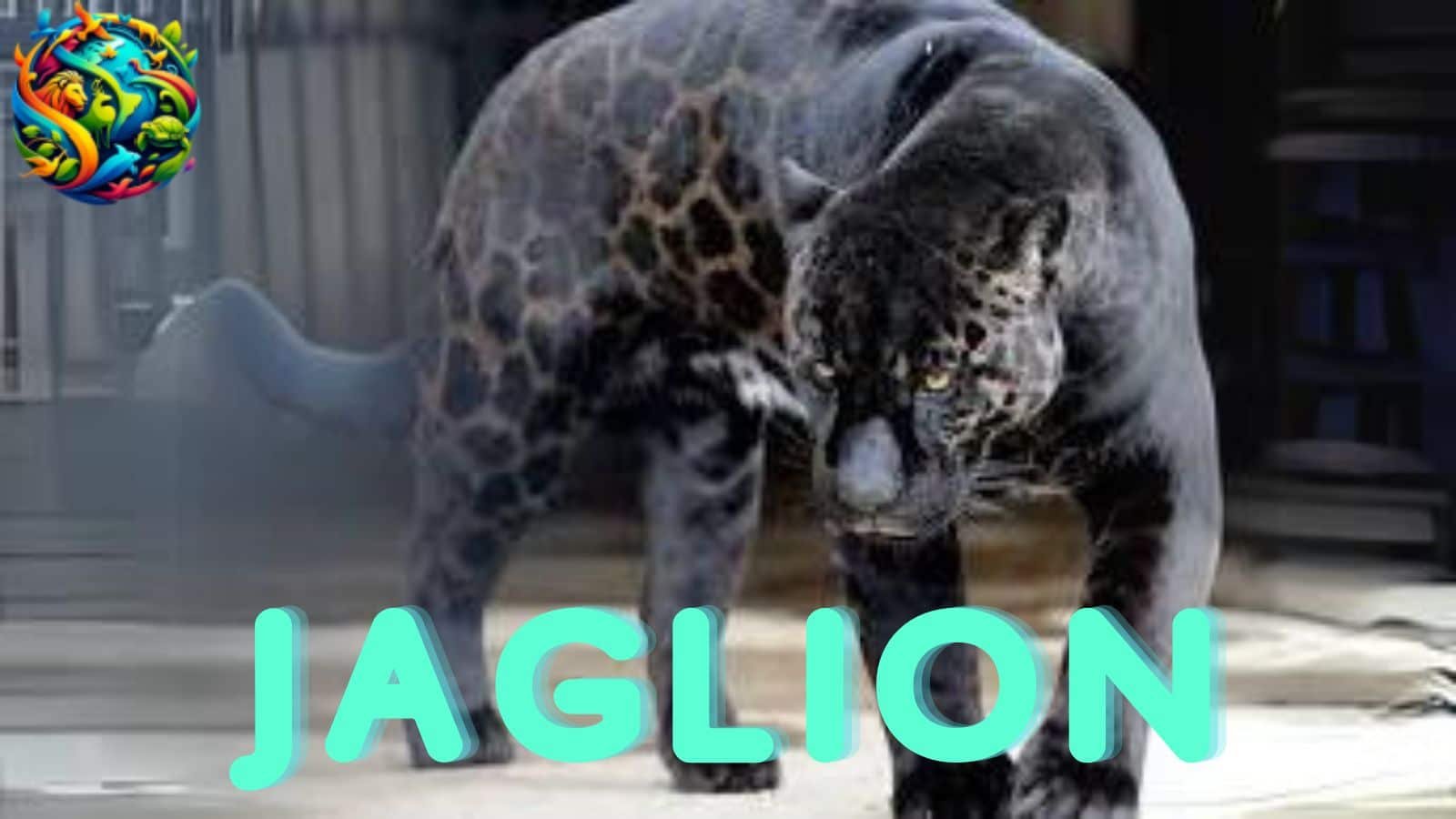 Jaglion Astonishing Hybrid Of The Jaguar And Lion