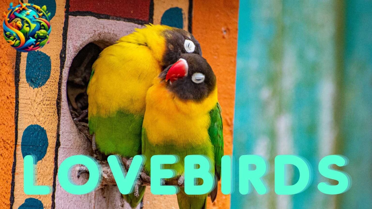 Lovebirds The Affectionate And Colorful Companions chapters-chapter-presidents-hr-florida-state-council