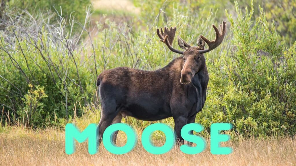 moose