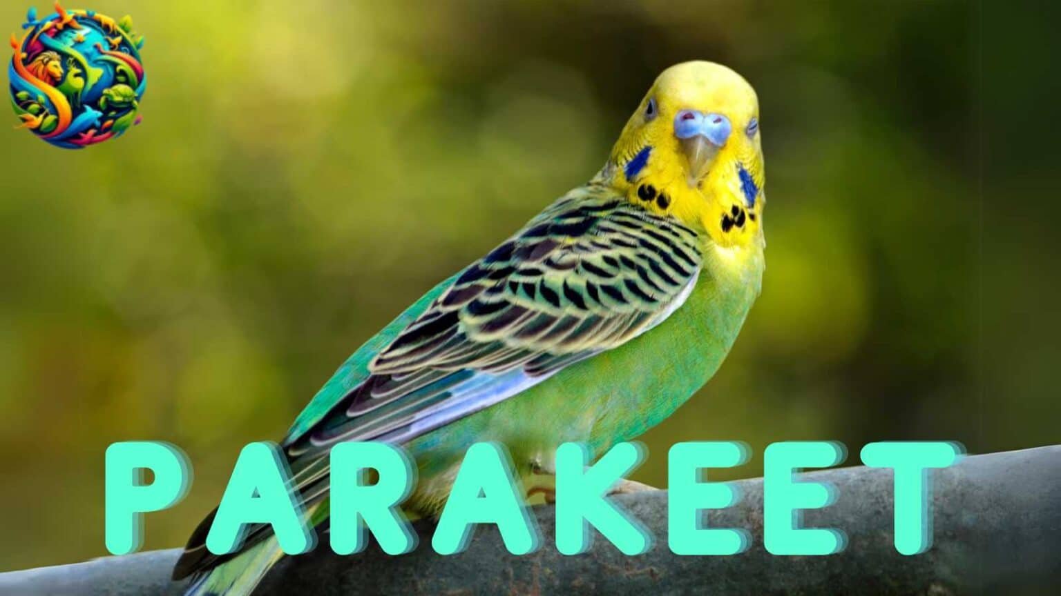 Parakeets The Vibrant And Social Small Parrots parakeets-the-vibrant-and-social-small-parrots