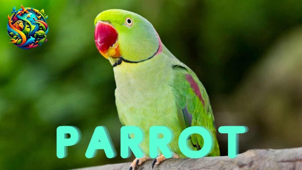 parrot