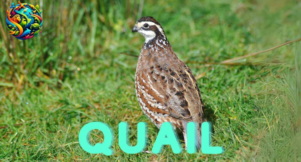 quail