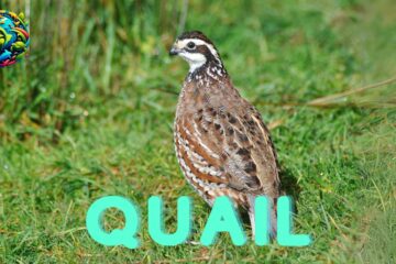 quail