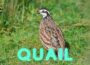 quail