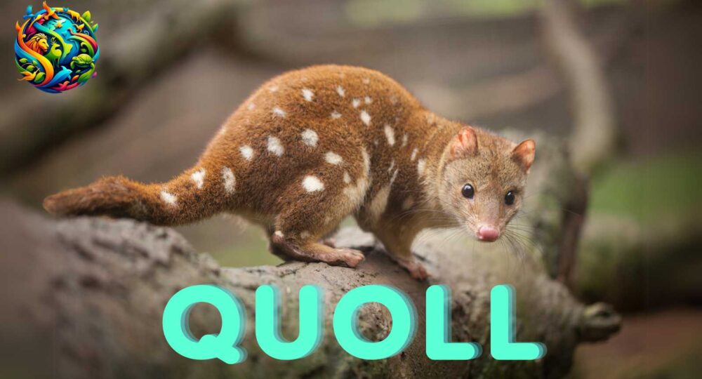 quoll