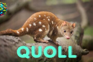 quoll