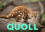 quoll