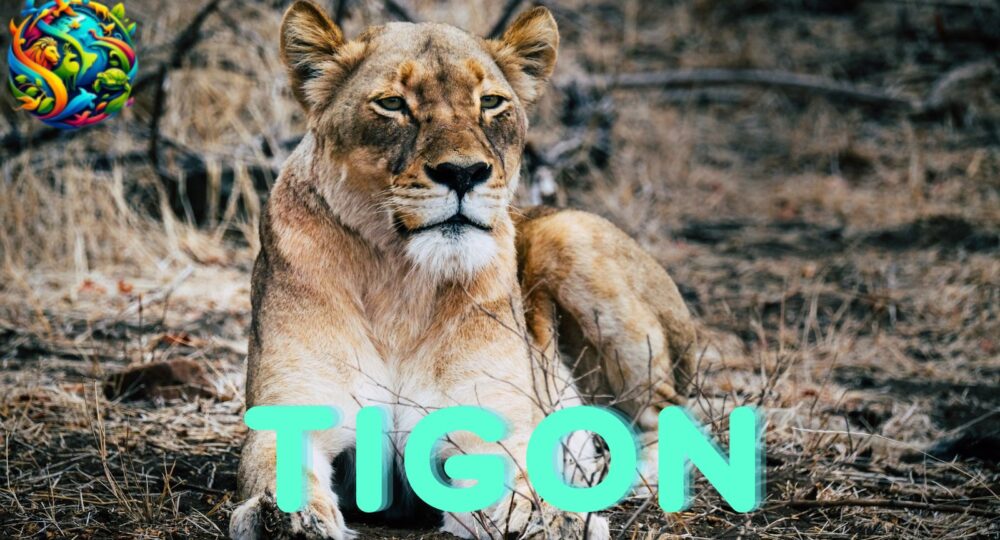 tigon