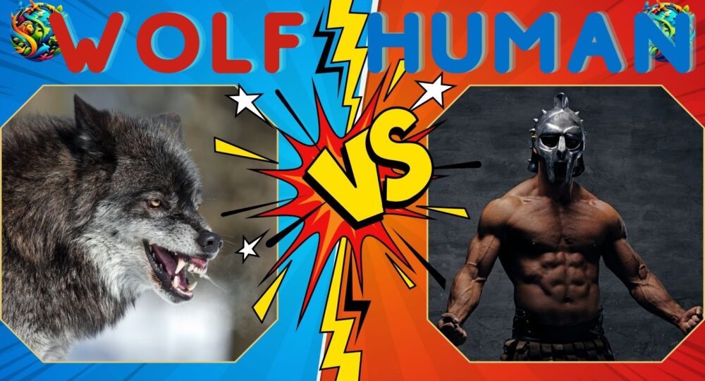 Wolf vs Human