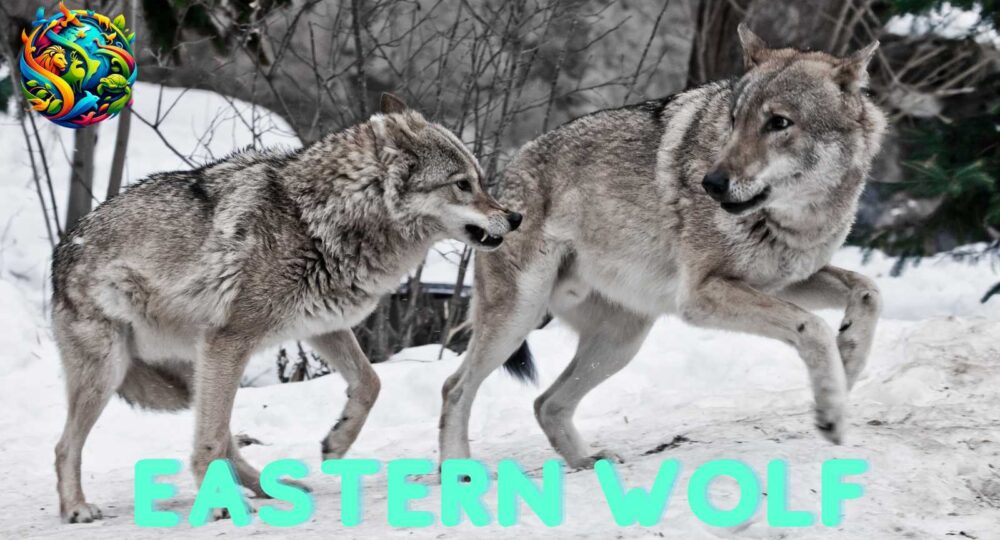 Eastern Wolf