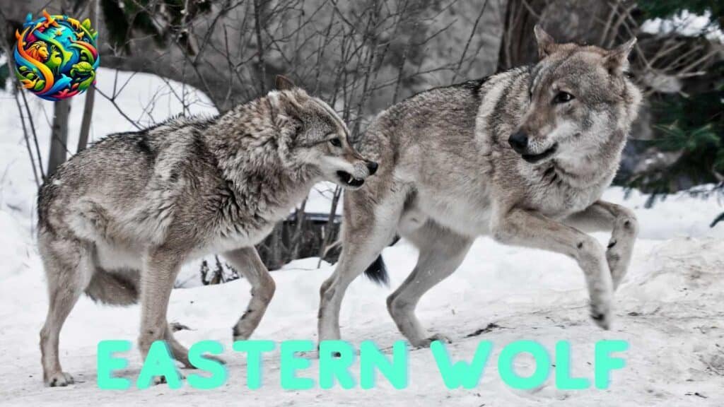 Eastern Wolf