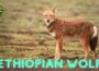 Ethiopian wolf